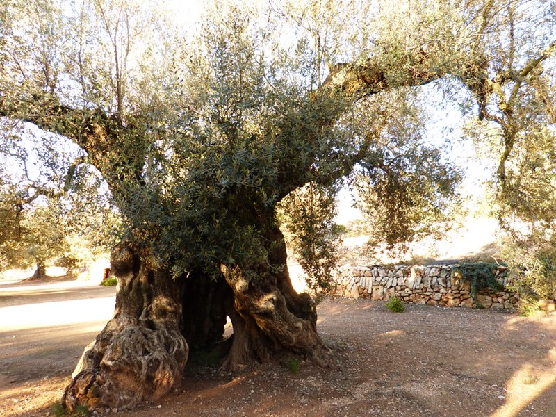 olivos milenarios sant mateu