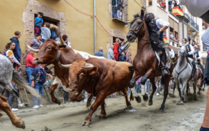 entrada de toros y caballos segorbe